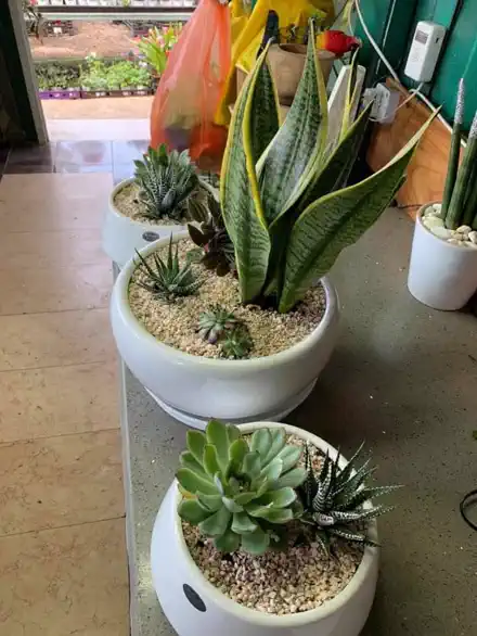 עציצי קרמיקה לבנים עם סוקולנטים וסנסיווריה על דלפק במשתלה