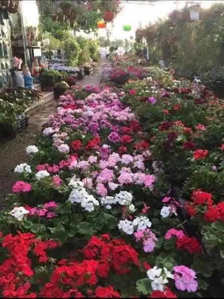 שביל בין גרניומים ורודים, לבנים ואדומים בחממה