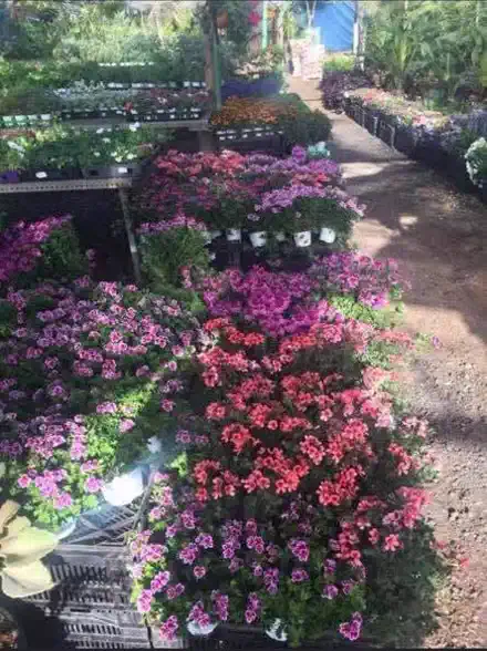 ערוגות פרחים ורודים וכתומים בשמש